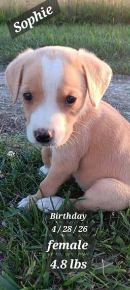 Sophie image 1