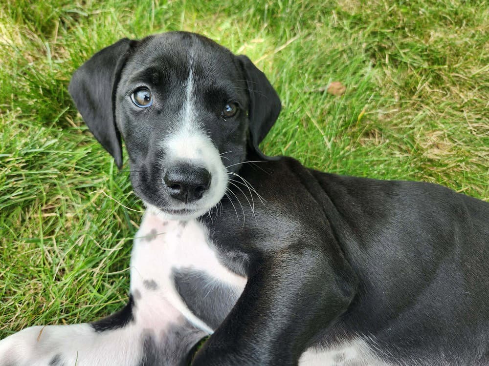 Poppy - Hound