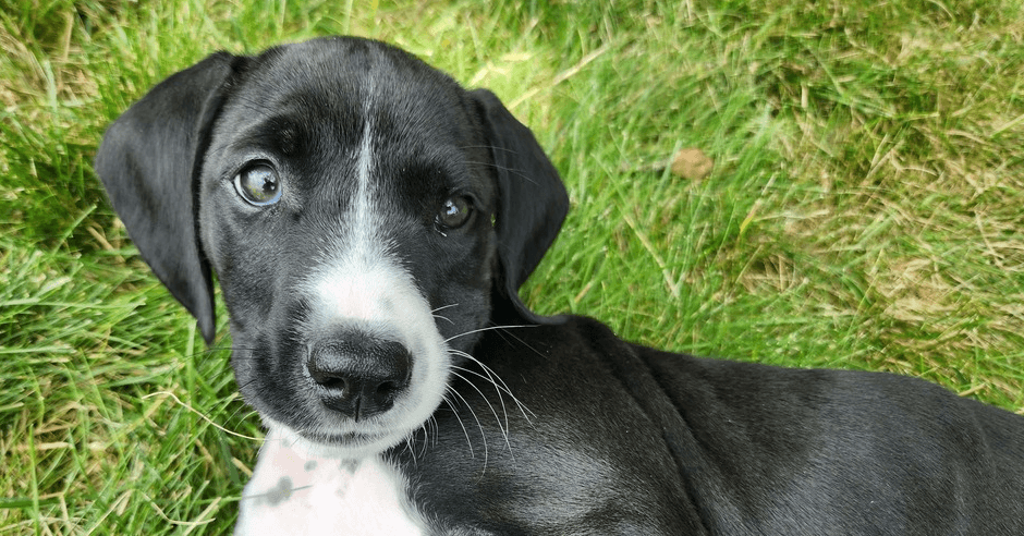 Poppy - Hound