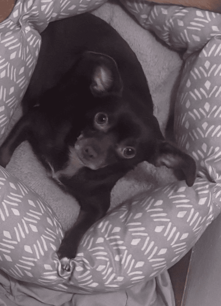 Boosie - Chihuahua