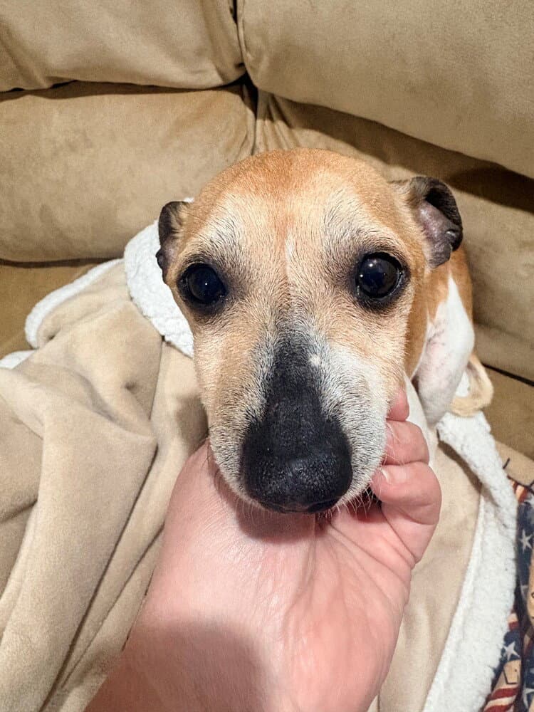 Billy Joel - Jack Russell Terrier