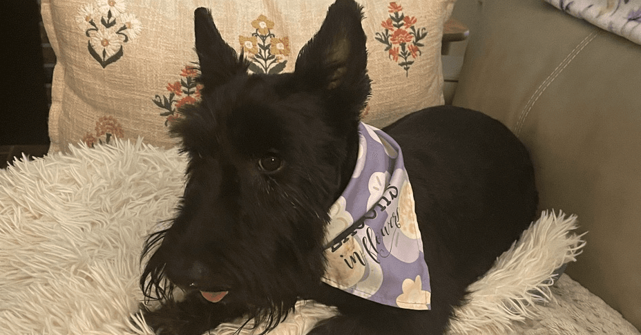 Samantha Fka Cinderella - Scottish Terrier Scottie