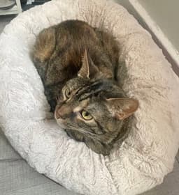 Peanut image 2