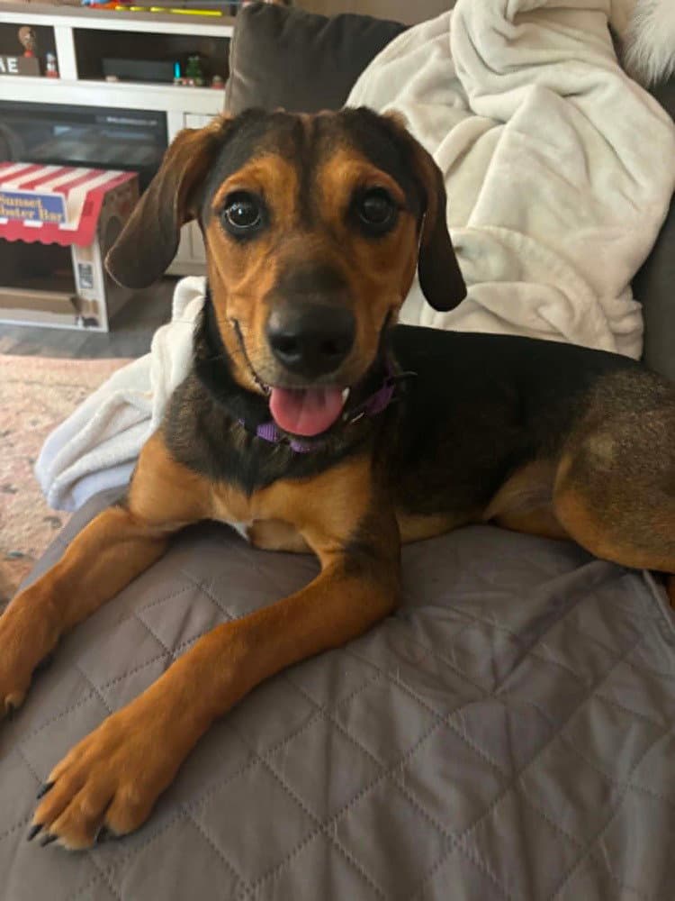 Brownie - Hound