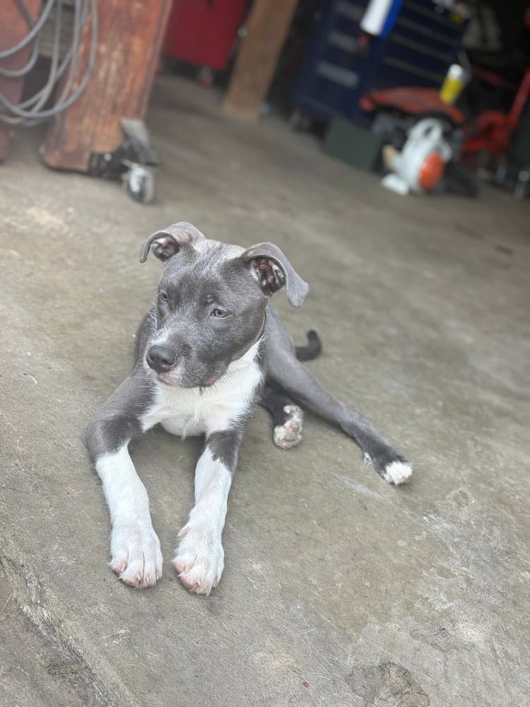 Sky - Terrier