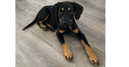 Minnie image 1