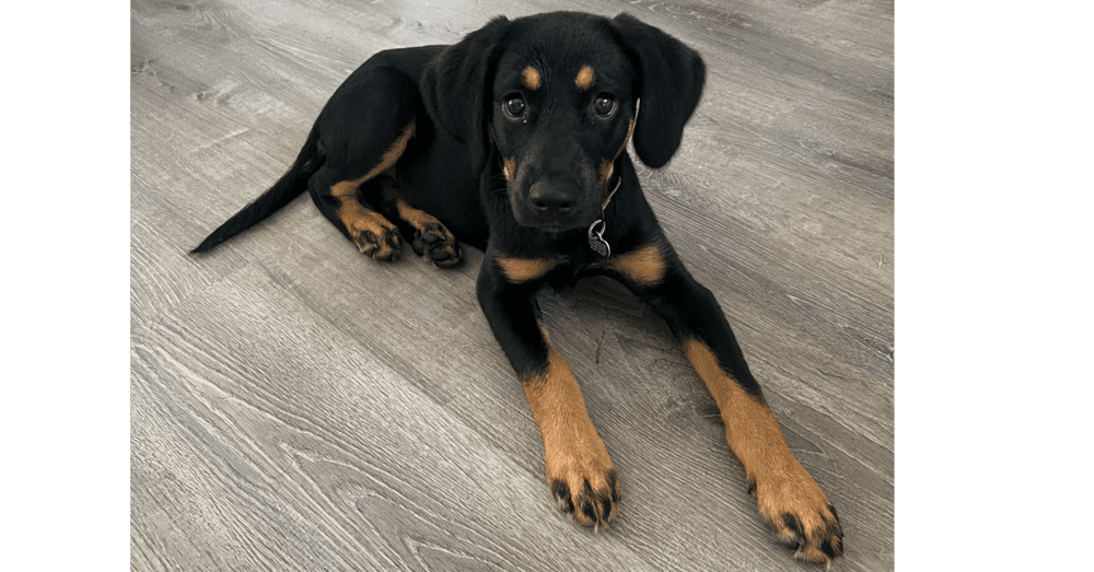Minnie - Shepherd