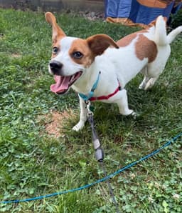 Auggie image 1