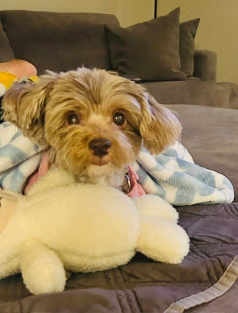 Monty - Terrier