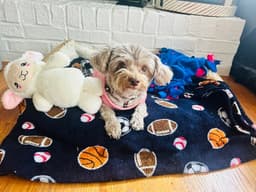 Monty image 4