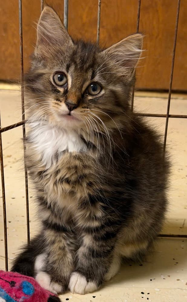 Ruger - Domestic Long Hair