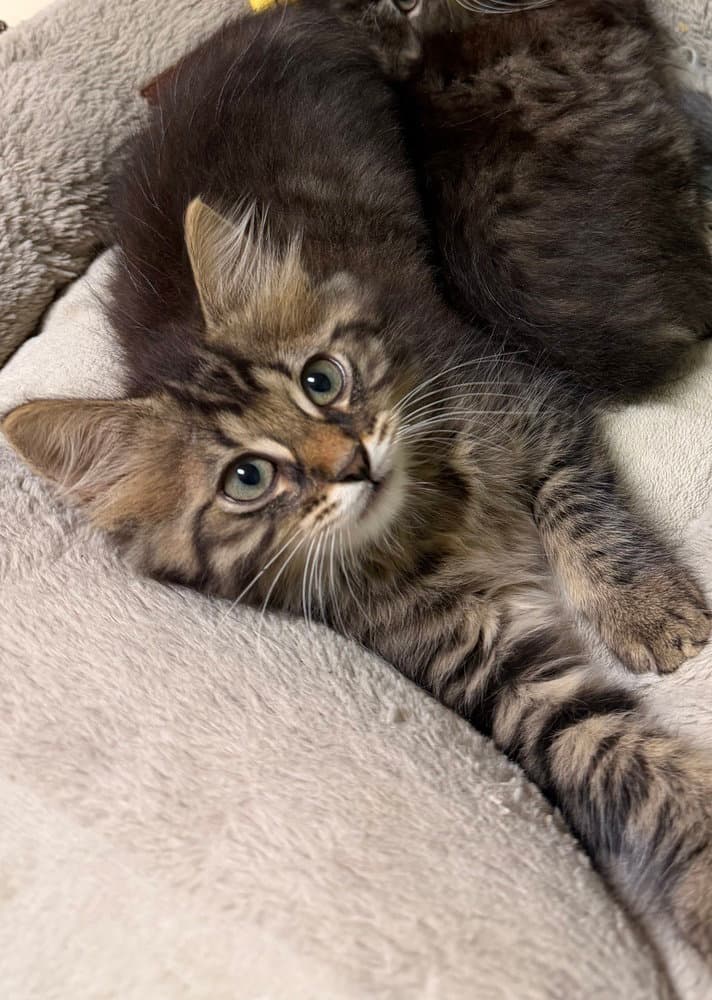 Sebastian - Domestic Long Hair
