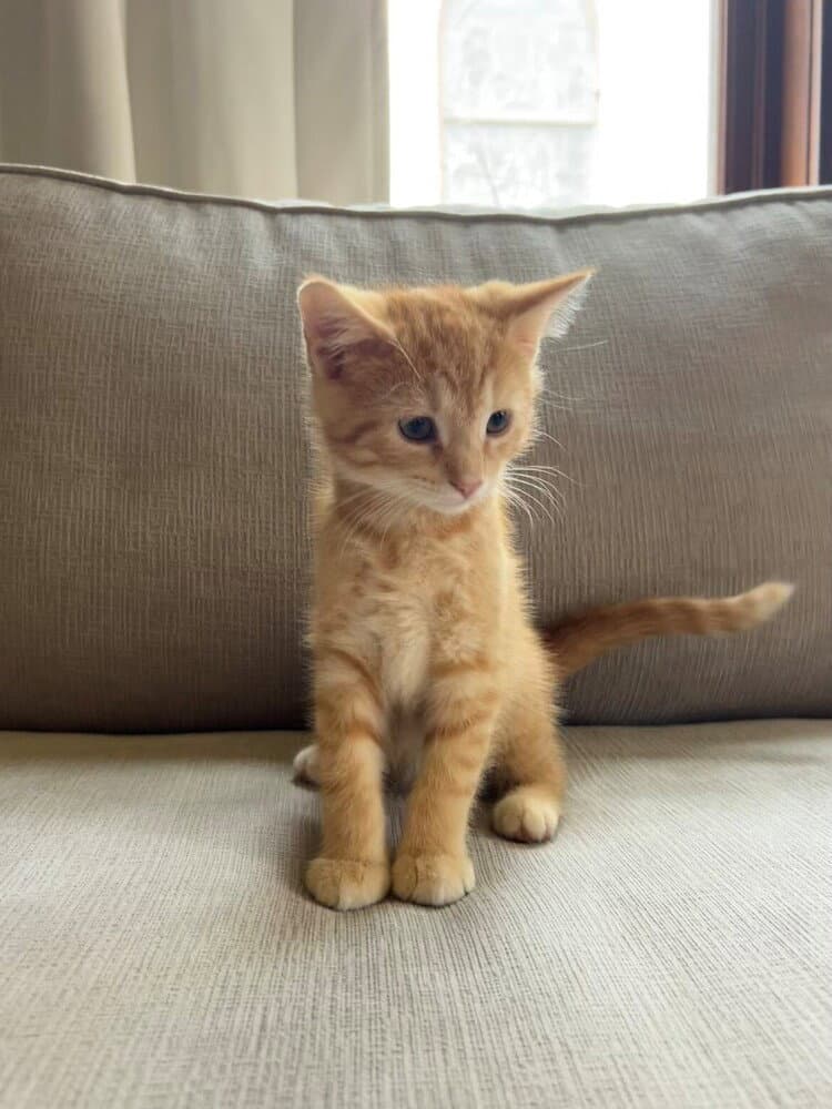 Puff - Domestic Short Hair