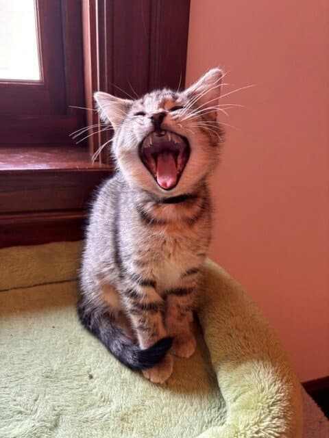 Sassy - Domestic Short Hair