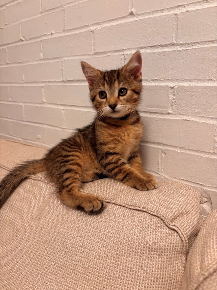 Caesar - Domestic Short Hair
