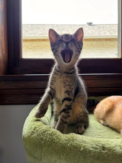 Dusty - Domestic Short Hair
