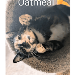 Oatmeal image 1
