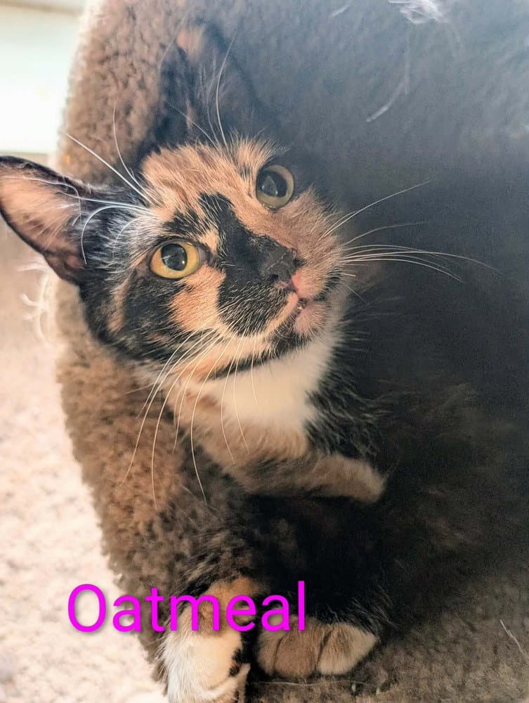 Oatmeal - Domestic Short Hair