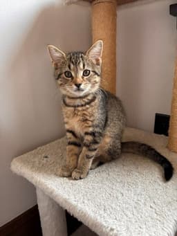 Dottie image 1
