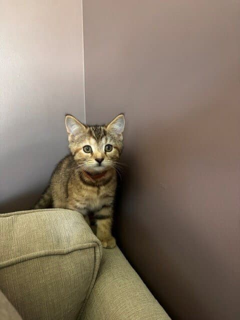 Tink - Domestic Short Hair