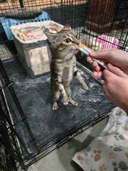 Cutie image 3