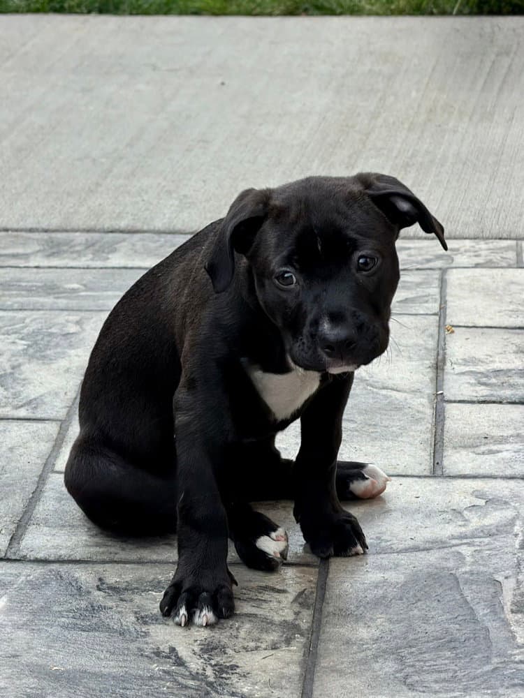Lady Bug - Boxer
