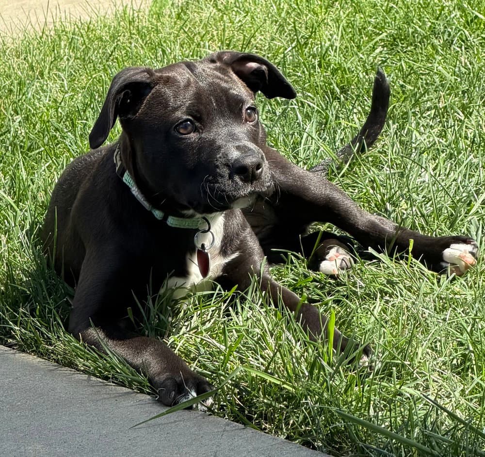 Lady Bug - Boxer