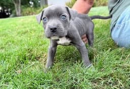 Bella image 2