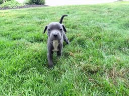 Bella image 3