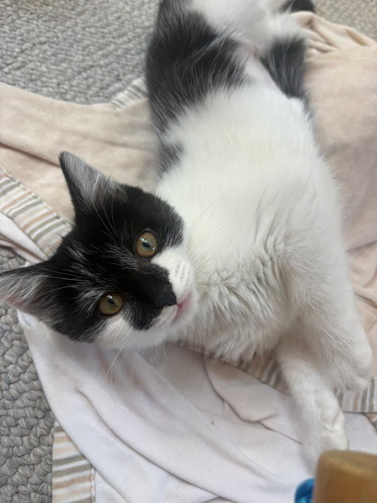 Nova - Domestic Short Hair