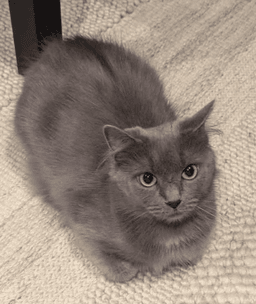 Stella image 1