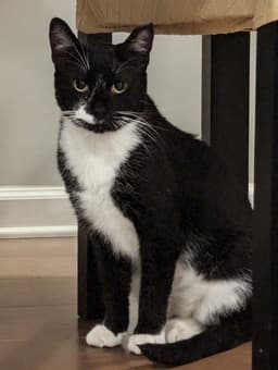 Bailey image 1