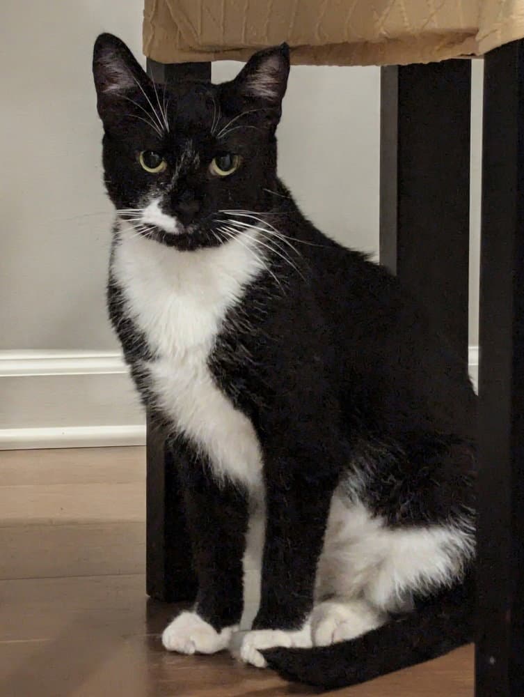 Bailey - Domestic Short Hair