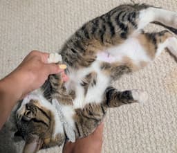 Max image 4