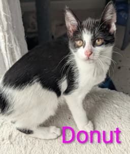 Donut image 3