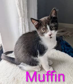 Muffin image 3