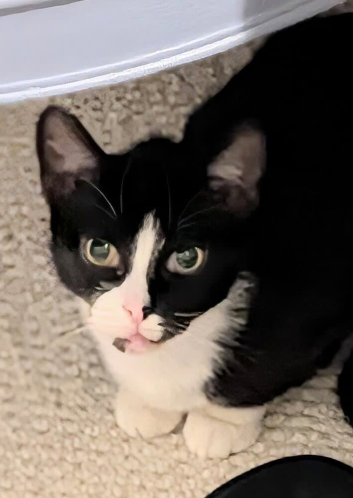 Cheerio - Domestic Short Hair