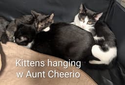 Cheerio image 3