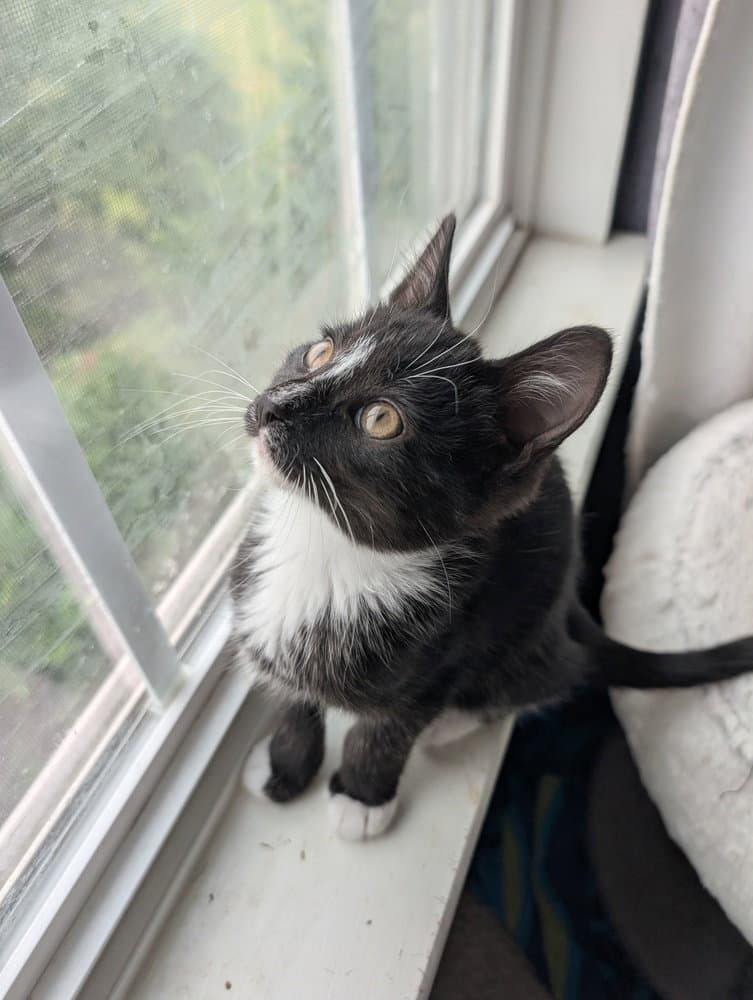 Shortstack - Domestic Short Hair