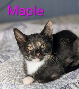 Maple image 4