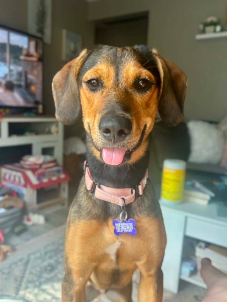 Brownie - Hound
