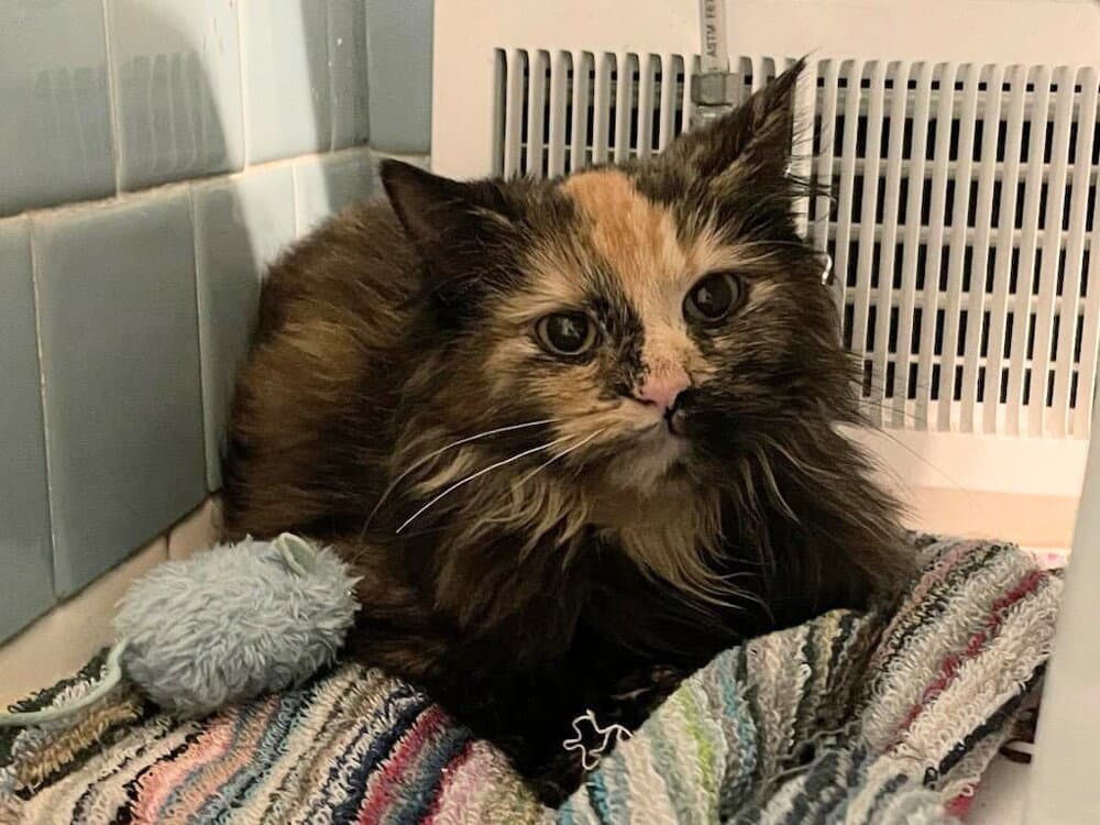 Nina - Domestic Long Hair