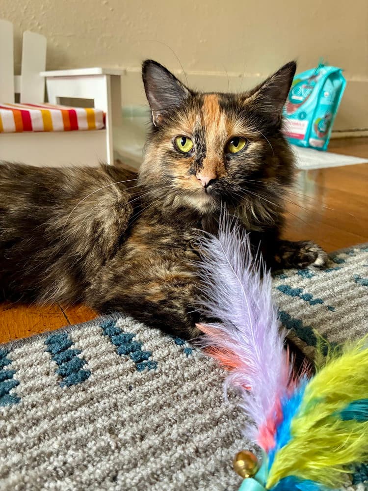 Nina - Domestic Long Hair