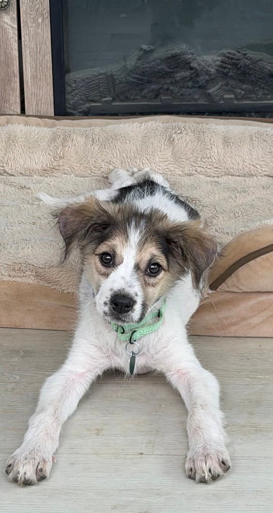Lacy - Australian Shepherd