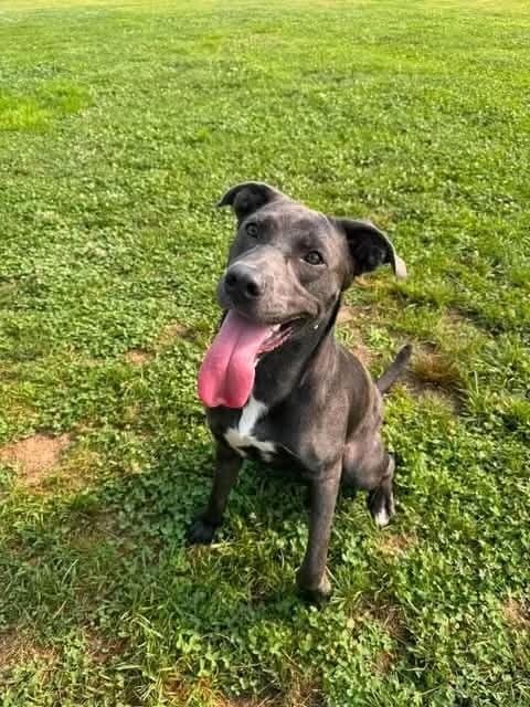 Judy - Pit Bull Terrier