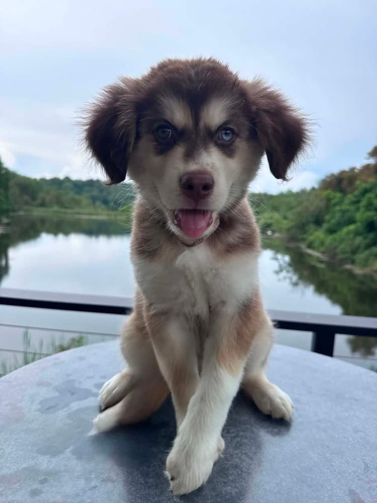 Scout - Husky