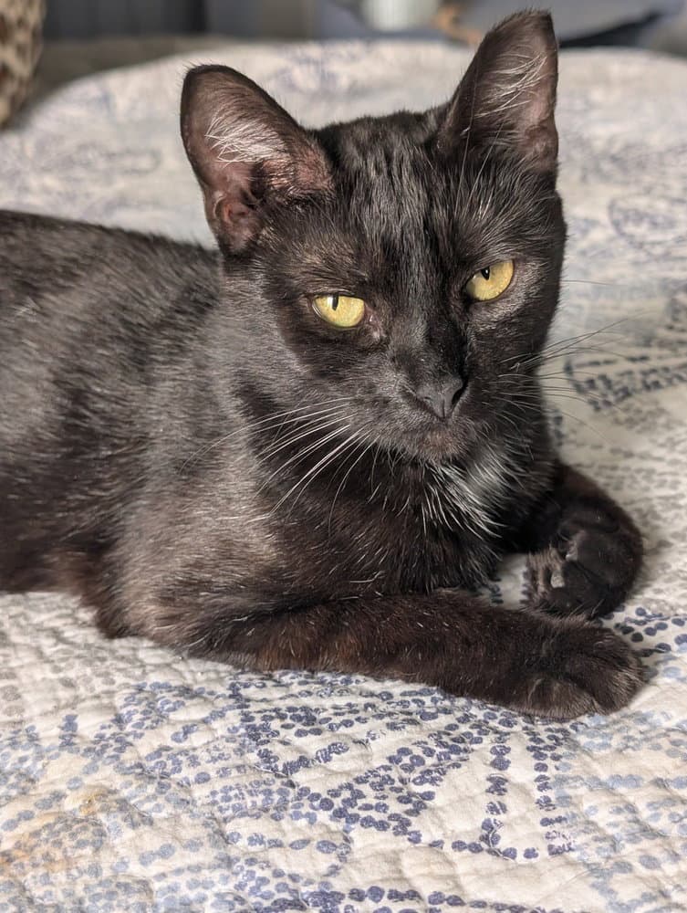 French Toast - Domestic Short Hair