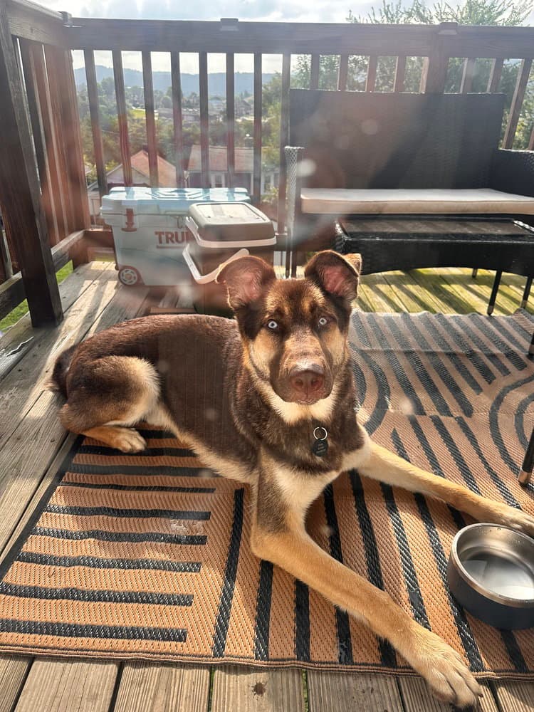 Loki - Siberian Husky