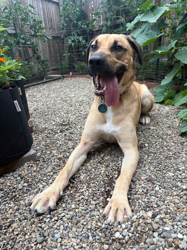 Duggie - Shepherd
