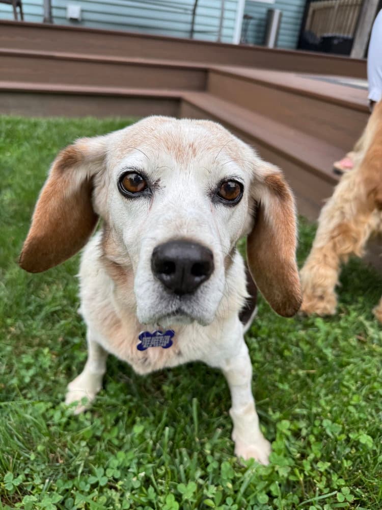 Barbara - Beagle